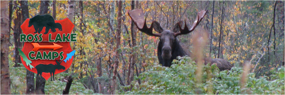 Bear, Moose and Deer Hunting in Maine