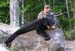 Maine Black Bear Hunt 2008 (36)