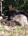 Maine Black Bear Hunt 2008 (47)