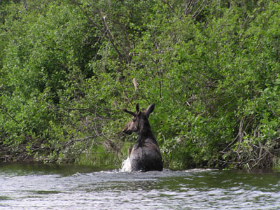 big-moose
