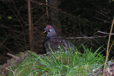 sprucegrouse