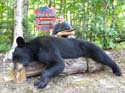 Maine Bear Hunts