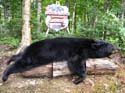 Maine Black Bear Guides