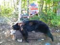 Maine Trophy Black Bear
