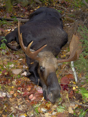 mature-moose