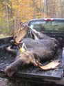 large-moose