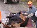 moose-hunting