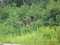 Moose Hunting Success Rates