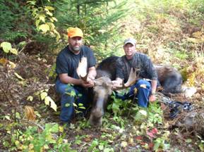 Maine moose hunting