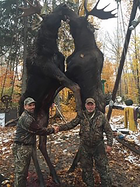 Maine Moose Hunting