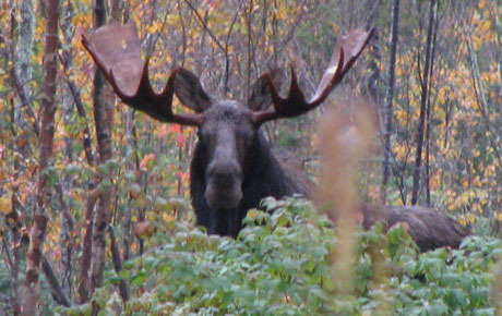 Moose Hunting Ross Lake Camps