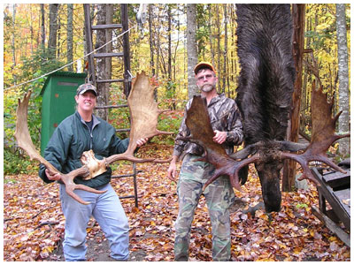 Maine Moose Hunts