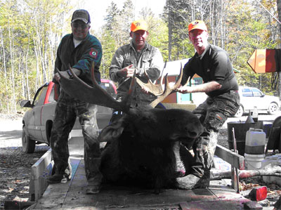 Large Bull Moose