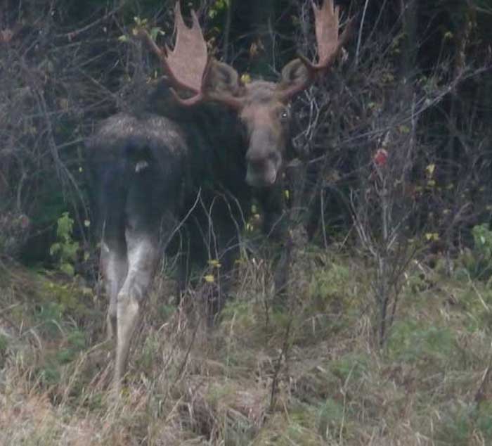 Guided Moose hunting in Maine