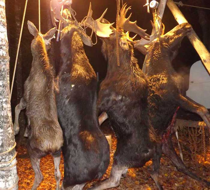 Guided Moose hunting in Maine